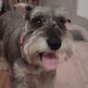 Meet your Posher, Morgan